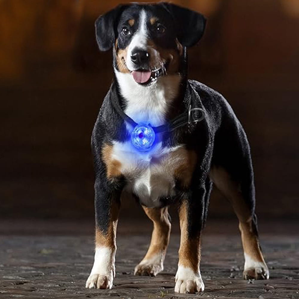 Świecąca Lampka LED na Obrożę lub Szelki dla Psa i Kota – Zawieszka USB